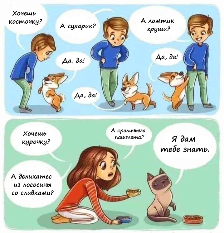 почему я люблю кошек (и не люблю собак)