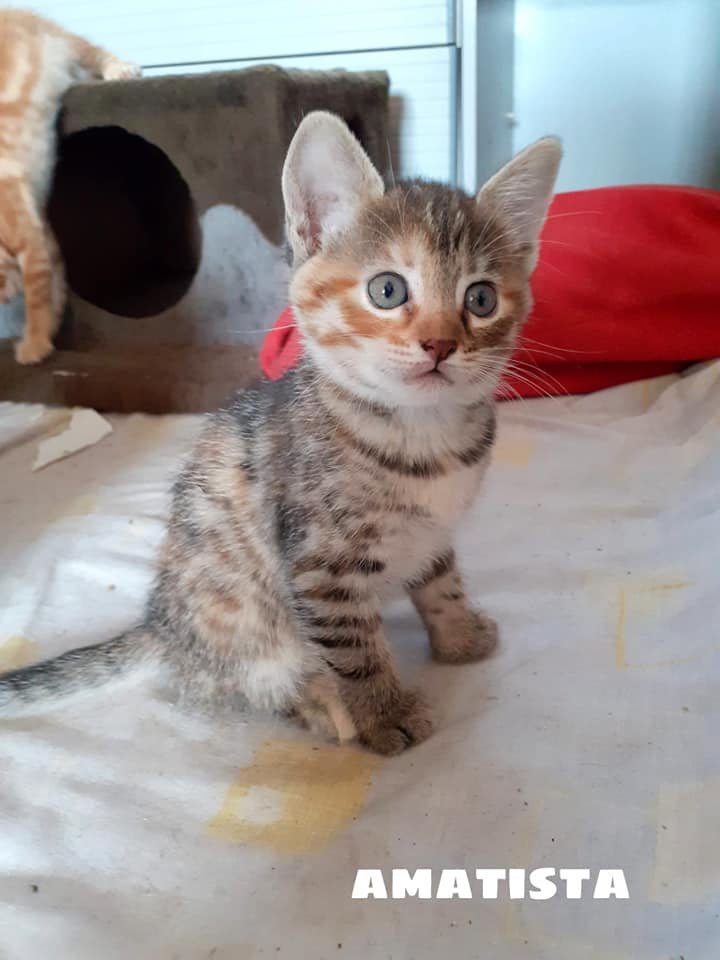 adoptamestizos's tweet photo. Son UNAKITA, AMATISTA, MALAQUITA, CELESTINA y OBSIDIANA. Nombres de piedras preciosas, porque PRECIOSAS son un rato💙

Son 5 gatitas de casi 2 meses, sociables, cariñosas y con ellas, la diversión está asegurada. 

¿Nos ayudáis a encontrarles hogar?

https://t.co/5BA8SatyOO https://t.co/7JLh6K3J8i