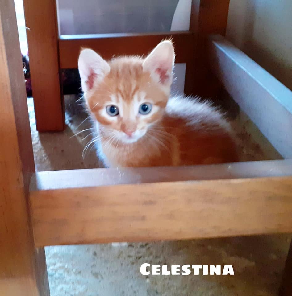adoptamestizos's tweet photo. Son UNAKITA, AMATISTA, MALAQUITA, CELESTINA y OBSIDIANA. Nombres de piedras preciosas, porque PRECIOSAS son un rato💙

Son 5 gatitas de casi 2 meses, sociables, cariñosas y con ellas, la diversión está asegurada. 

¿Nos ayudáis a encontrarles hogar?

https://t.co/5BA8SatyOO https://t.co/7JLh6K3J8i