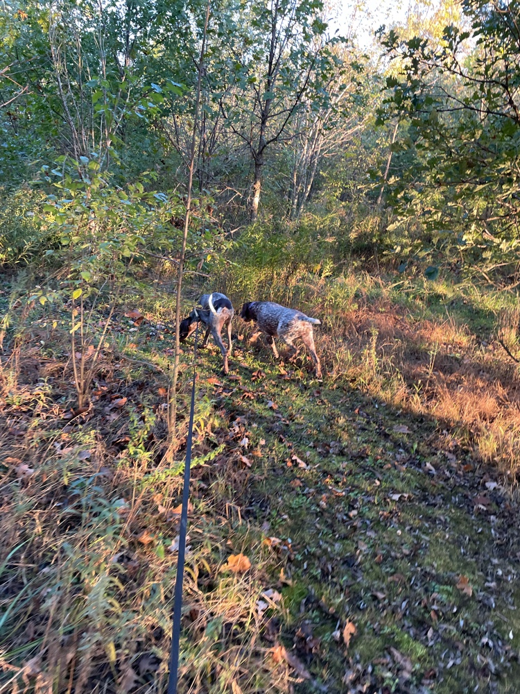 PullyDogs's tweet image. Luna, Cosmo and I just #ResQwalked 1.15 km on our home trails in support of animals in need! Thanks  resqwalk.com