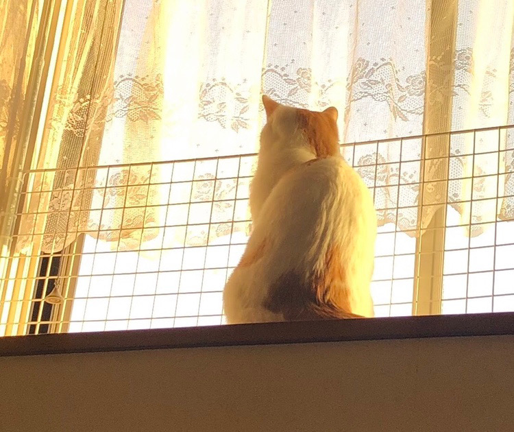 ふうちゃんとカラスさん│フェリシモ猫部 https://t.co/RgiEZB7qBW 