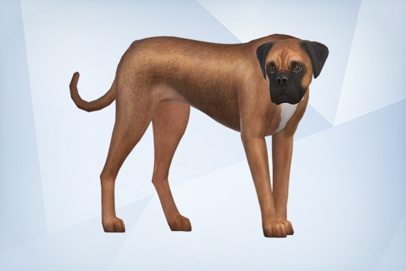 PugownedS's tweet photo. A Boxer named Ben is waiting for lots of snuggles on #TheSims4 gallery #Sims4 #SimsPets https://t.co/R92n6a9Jw9