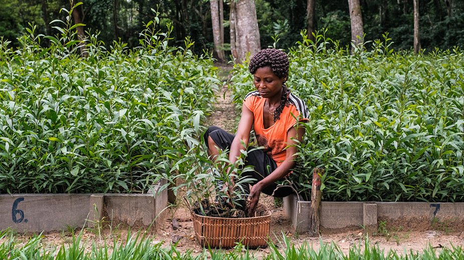 A woman planting acacia trees in Yangambi, Democratic Republic of Congo.