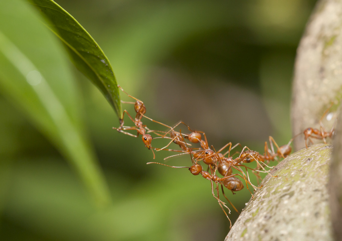 ABB_Energy's tweet image. Wondering why ants are symbolic of project methodology at #ABBEnergyIndustries&apos;s #AdaptiveExecution?
 
Their ability to collaborate effectively! Much like #IntegratedProjectManagement (IPM) that delivers a highly integrated project controls system.

bddy.me/3jiaJ8C