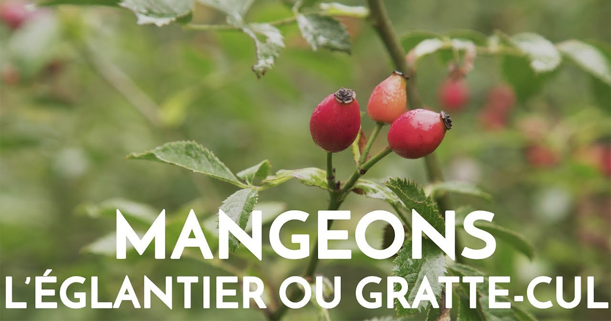 Le Chemin de la Nature tweet media