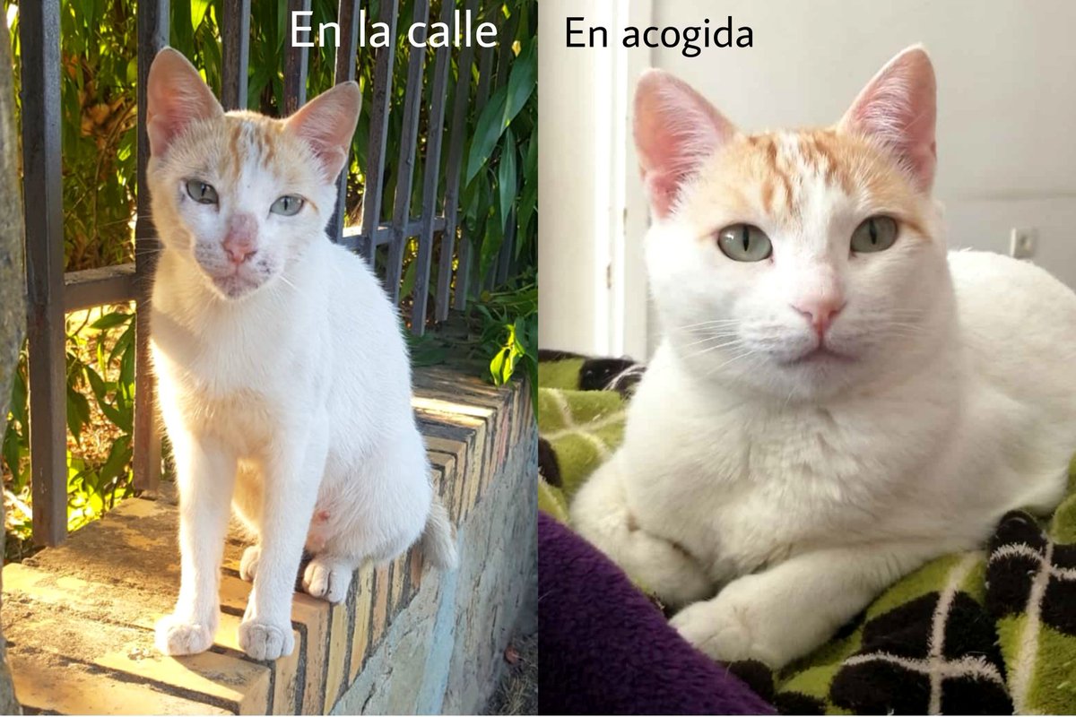 adoptamestizos's tweet photo. ¿Qué nos decís del cambio de DOÑA INÉS?🥰

Un año en acogida da para ponerse bien guapa y, sobre todo, para cicatrizar las heridas que dejaron en su corazón al abandonarla.

Venga, animaos, que la gordota lleva mucho tiempo esperando y es una gata ideal🙏

https://t.co/AS47ds2UsO https://t.co/J1llng7Okv