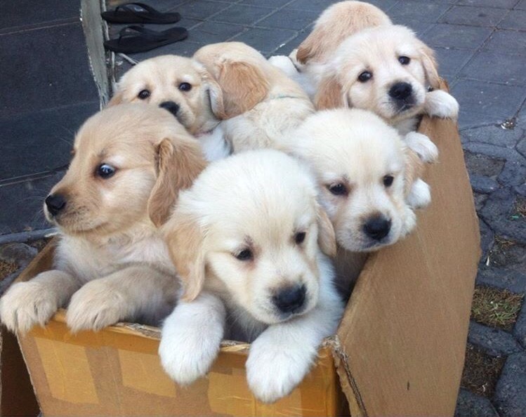 Dinomite🦖🧨 (@dinogodwhale) on Twitter photo 