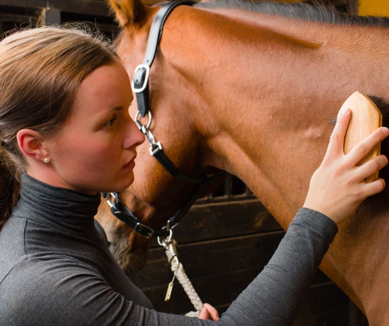 lincoln_college's tweet photo. 🐴Turn your passion for horses into a career with a rewarding future in Horse Care &amp; Horse Management 🐴

Watch a video giving an overview of all of our courses here 👉https://t.co/VUjptI8lWx
#LincolnCollege #horsemanagement https://t.co/WiNWYvEEuz