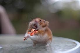 HamsterPhotosh1's tweet photo. Et musique maestro !
Ca part en cacahuète, j’adore les cacahuètes 🥜 !

#hamster #photoshop #detourer #dessiner #effacer https://t.co/yeSsPibfwe