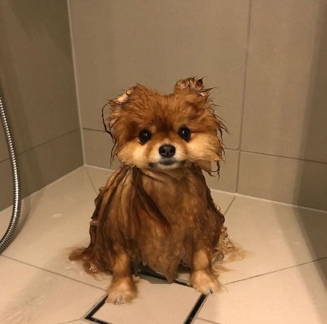 Dinomite🦖🧨 (@dinogodwhale) on Twitter photo 