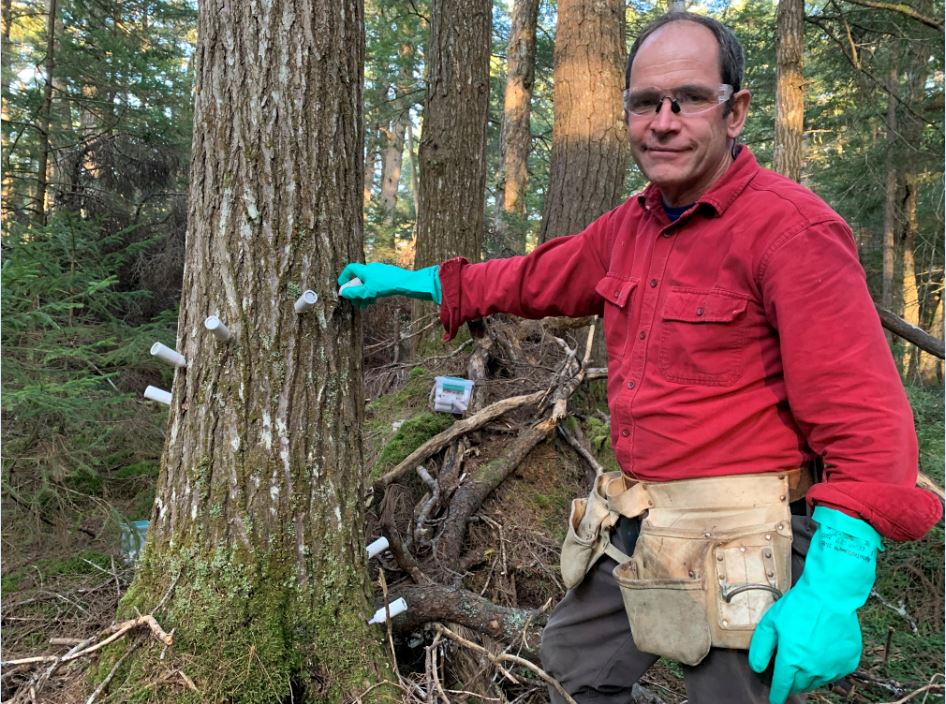 infomorning's tweet image. Coming up on the show at 7:20 AM, hear how volunteers are trying to save centuries old hemlock trees in Nova Scotia from an invasive insect.