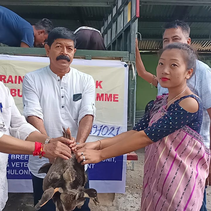 TeronRatan's tweet photo. Training cum Duck distribution programme at my official residence (Quarter) to various SHG  under the Lumbajong MAC Constituency today morning.
#DistributionDuck
#LivelihoodNsustainability https://t.co/iW5FTJDqM7