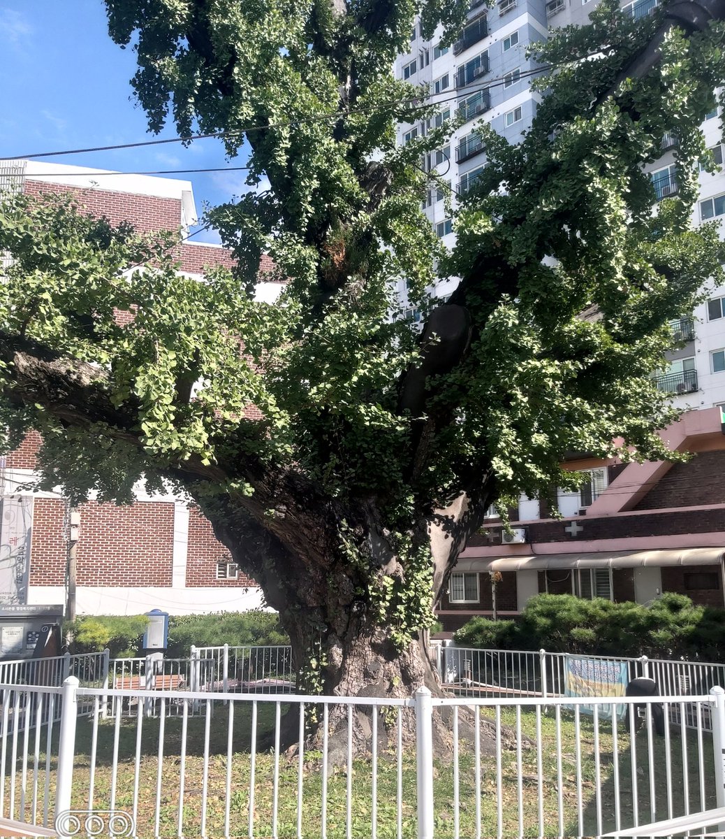 천년 넘은
은행나무^^