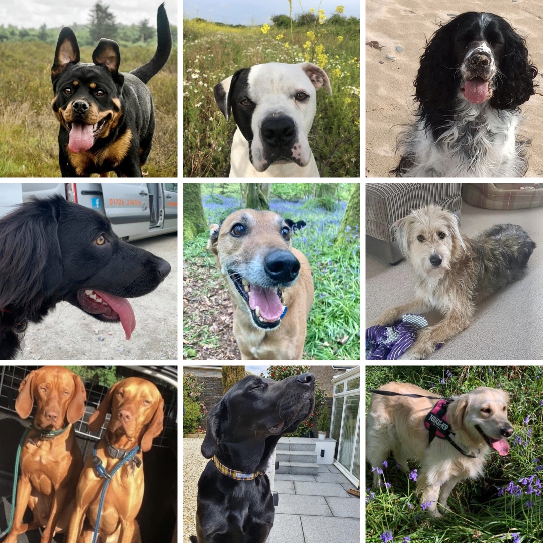RoyDogBehaviour's tweet image. Being a Dog Behaviourist the best job in the world! 

I get to work with some awesome dogs - including these beauties! 🙂 💙 🐕🐶

#dogs #dogbehaviour