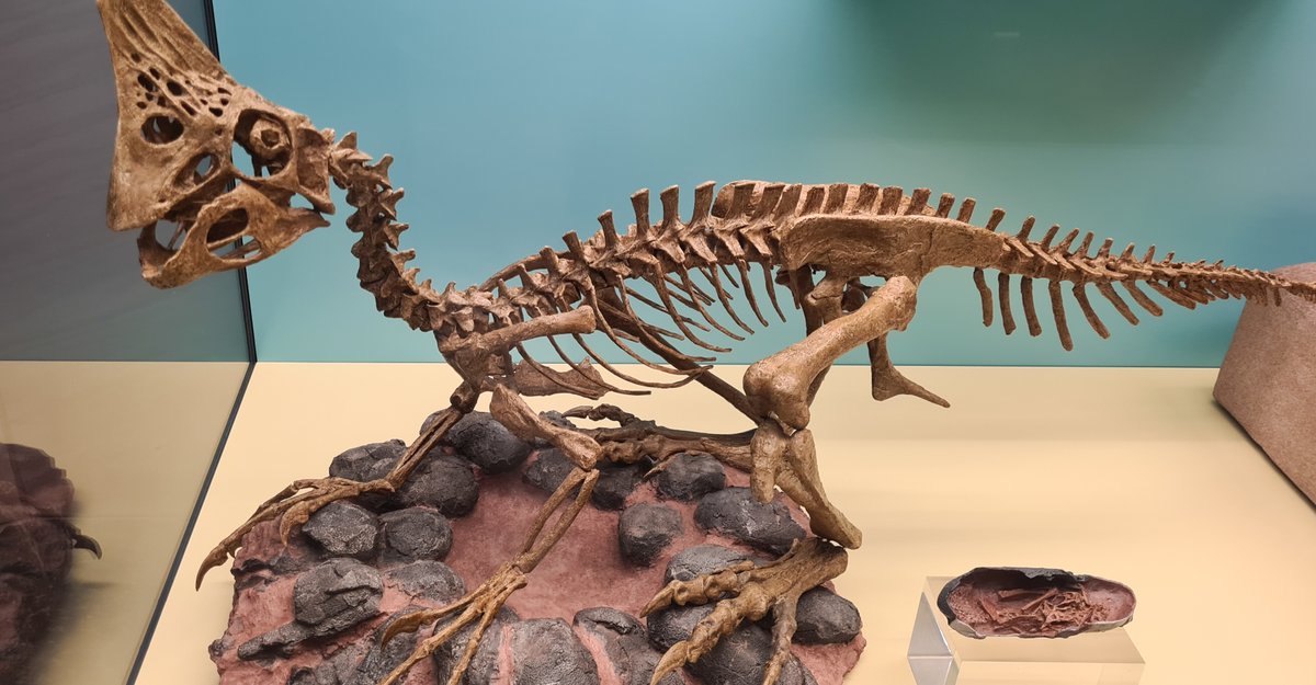 GSS_mag's tweet image. We had an amazing day visiting Senckenberg Museum and its many exhibits. Thanks, @Senckenberg for the experience.