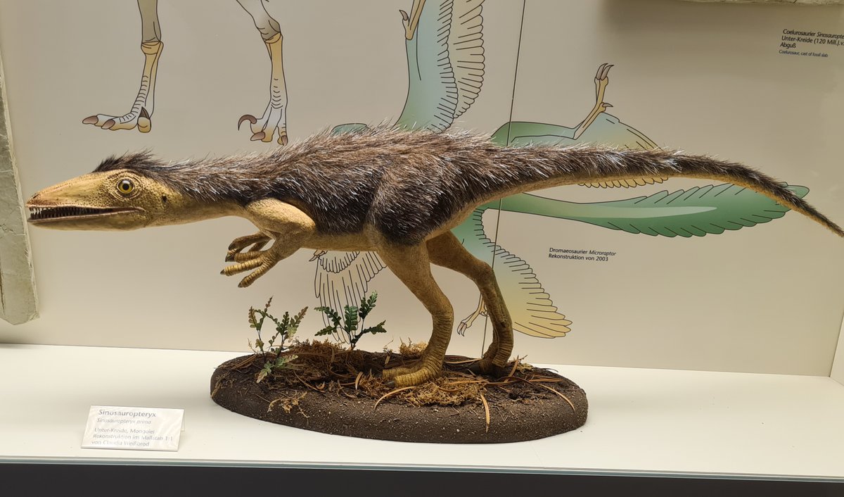 GSS_mag's tweet image. We had an amazing day visiting Senckenberg Museum and its many exhibits. Thanks, @Senckenberg for the experience.