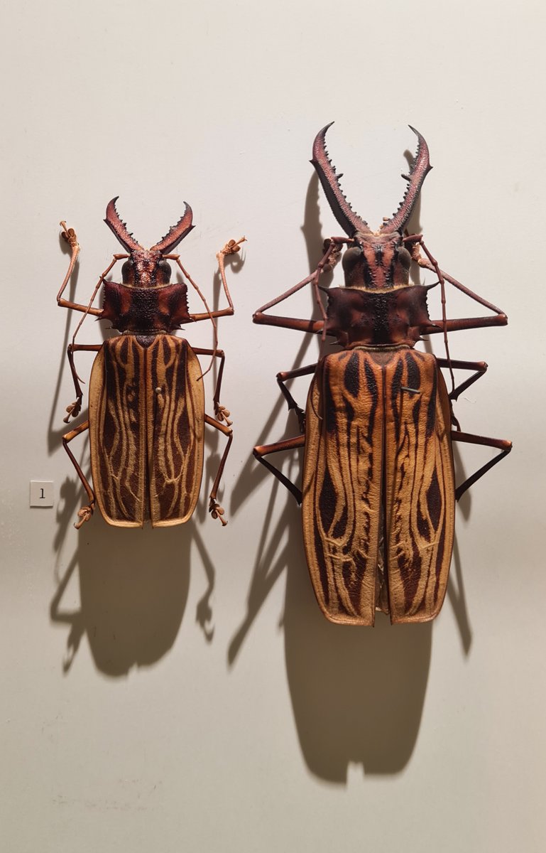 GSS_mag's tweet image. We had an amazing day visiting Senckenberg Museum and its many exhibits. Thanks, @Senckenberg for the experience.