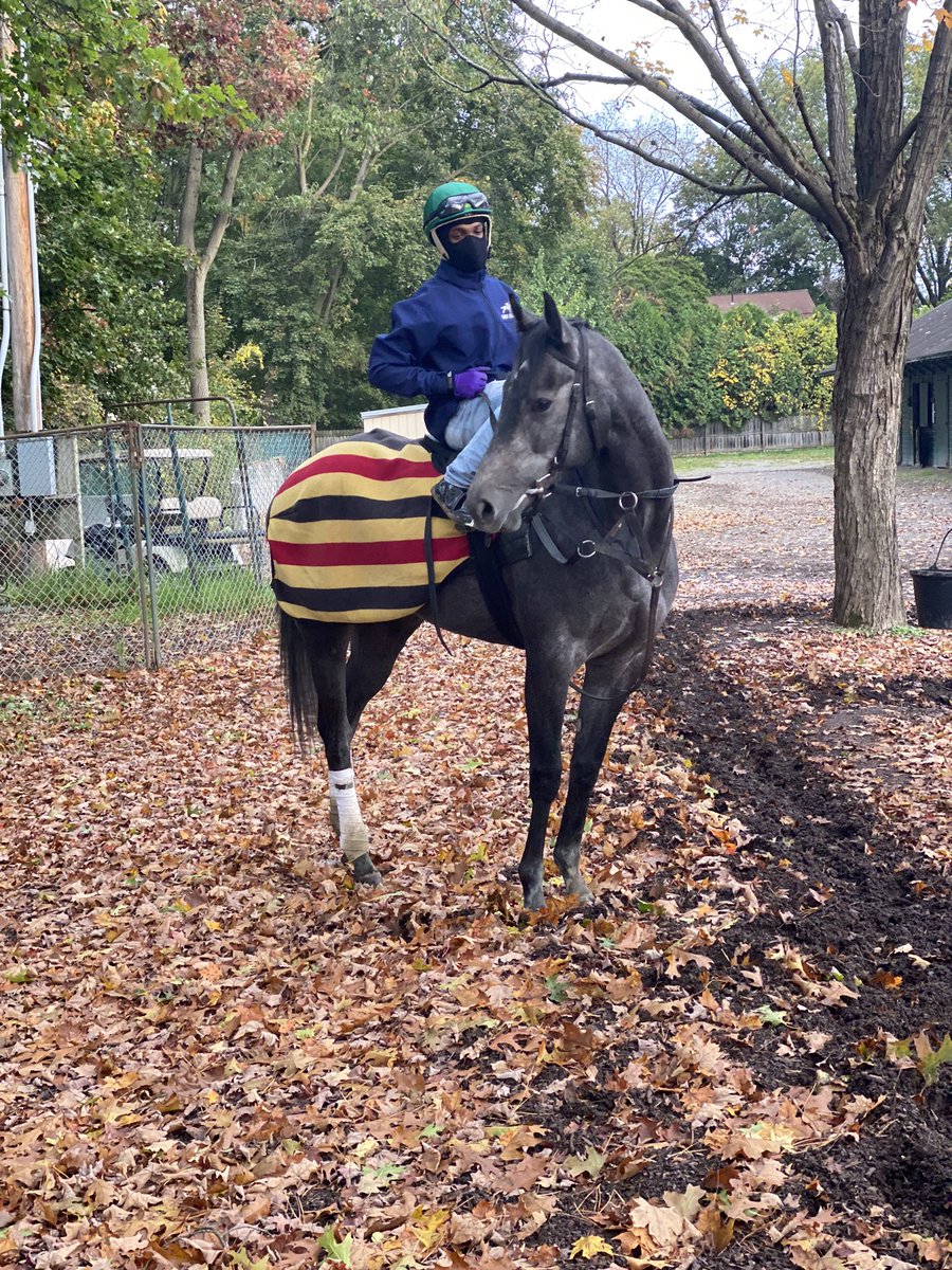 Loved watching our pretty Gun Runner filly, Scarlet Stripe train in Saratoga in the beautiful fall weather!