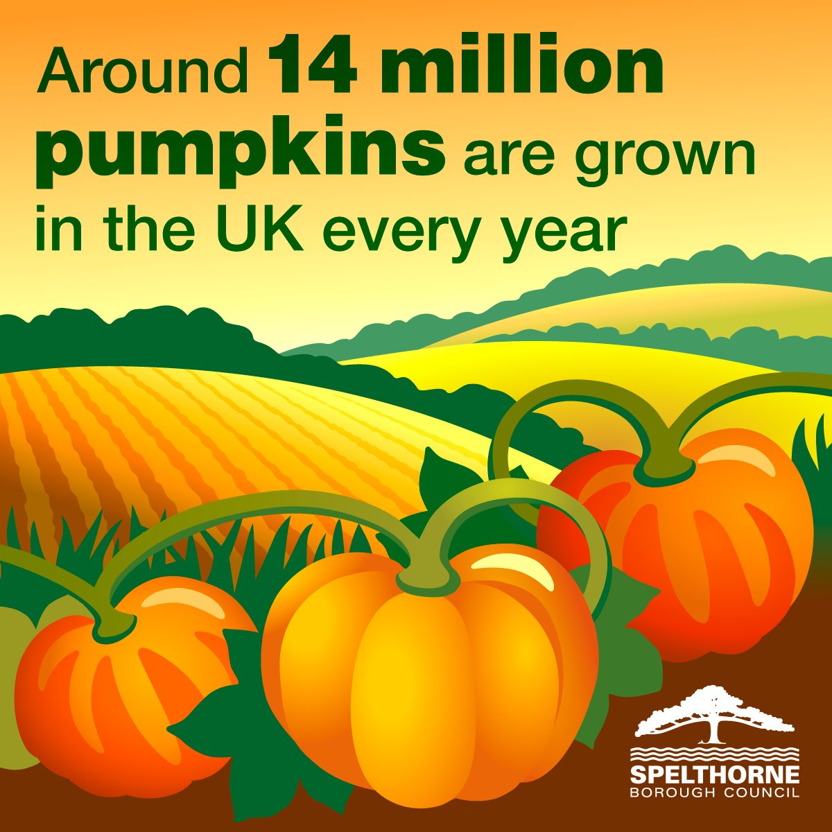 The UK farmers grow around 14 million pumpkins every year. 95% of these are sold in October, just to be carved into lanterns for Halloween. #recycle #recycling #food #foodwaste #pumpkin #Spelthorne #Surrey #watchyourwaste #watchyourwastesurrey #Halloween