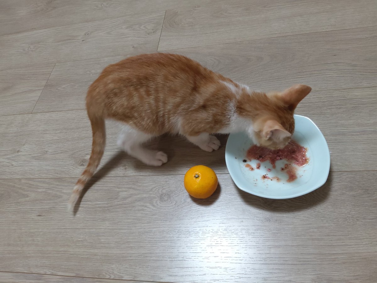 fronthairs's tweet photo. 후추네가
왜 자꾸 밀이 옆에 안약이나 알보칠이나 면봉같은거 두고 찍는거냐구 물어보셔서
객관적 크기측정 위해 비교군을 놓는거라구 했더니
금동이 딸기샷 같은것좀 생각해 보라구 제발!! 금동이 임보집에는 면봉이 없었을까요?! 하셔서

귤을 사왔읍니다

근데 귤이 째끄매
밀이 작은데 귤도 작아 https://t.co/1KbHW1T8hV