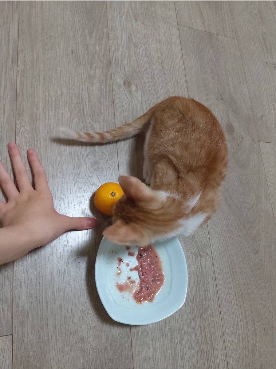 fronthairs's tweet photo. 후추네가
왜 자꾸 밀이 옆에 안약이나 알보칠이나 면봉같은거 두고 찍는거냐구 물어보셔서
객관적 크기측정 위해 비교군을 놓는거라구 했더니
금동이 딸기샷 같은것좀 생각해 보라구 제발!! 금동이 임보집에는 면봉이 없었을까요?! 하셔서

귤을 사왔읍니다

근데 귤이 째끄매
밀이 작은데 귤도 작아 https://t.co/1KbHW1T8hV