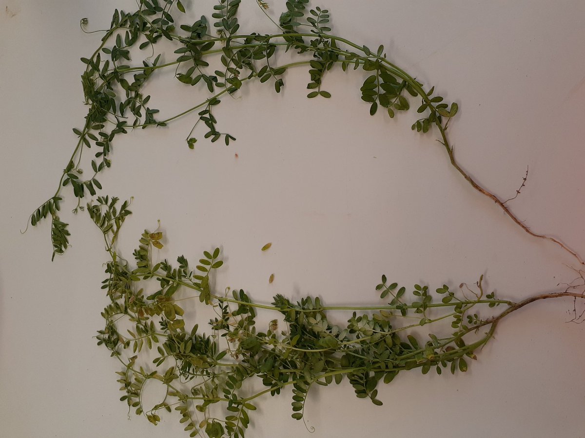 PennyRo25927708's tweet photo. Thanks to interest received for SARDI frost intercrop experiment I stayed back to finish counting pods &amp; do initial analysis. Sole lentil 33% frosted &amp; non-viable pod vs lentil-faba 4%. Promising data, needs more work &amp; careful interpretation #IntercroppingIsFun @MidNorthHRZ https://t.co/4f7nHeRYsQ