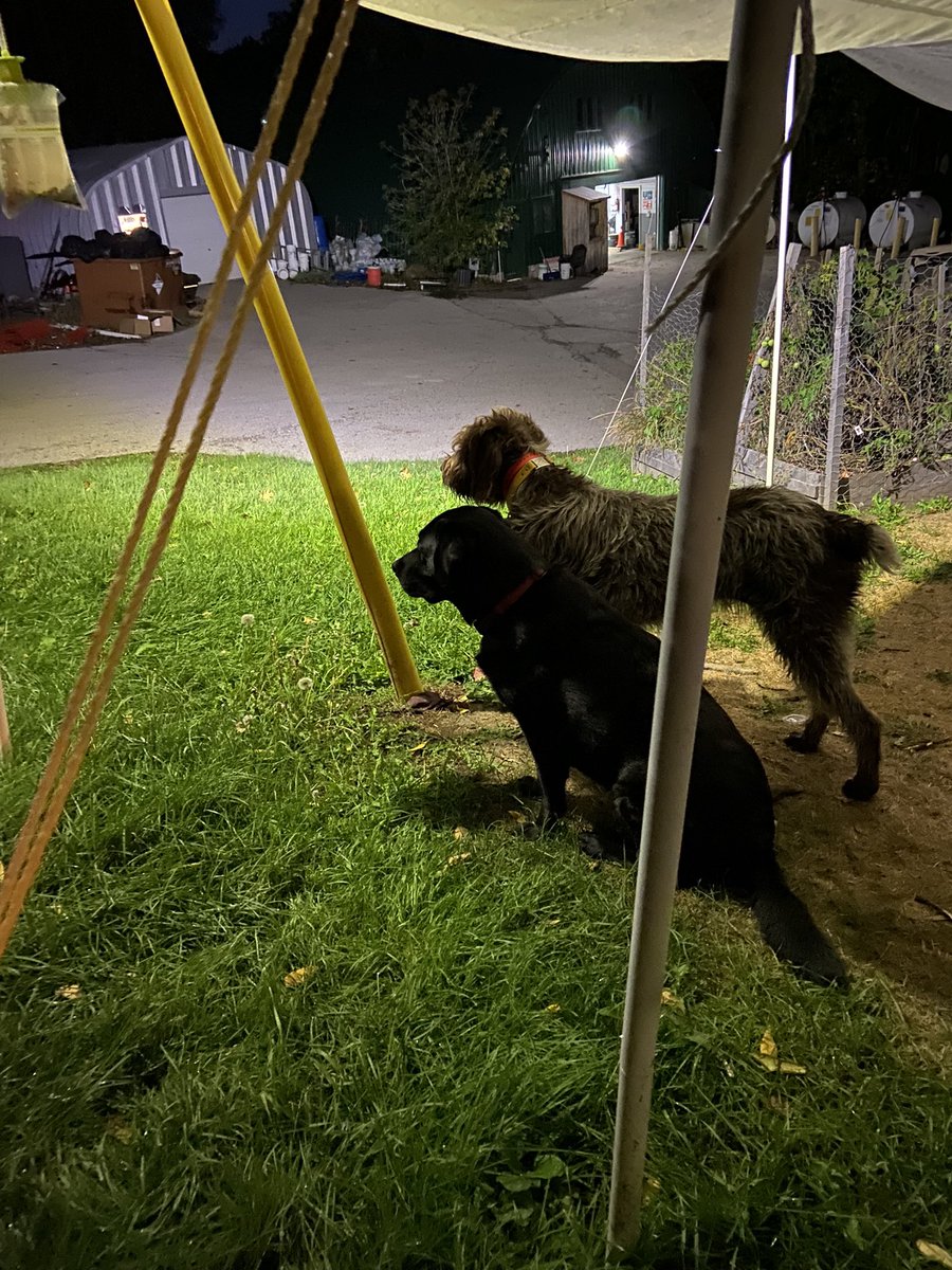 Bill Walker tweet media