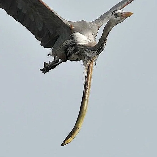 Rebecca Herbert tweet media