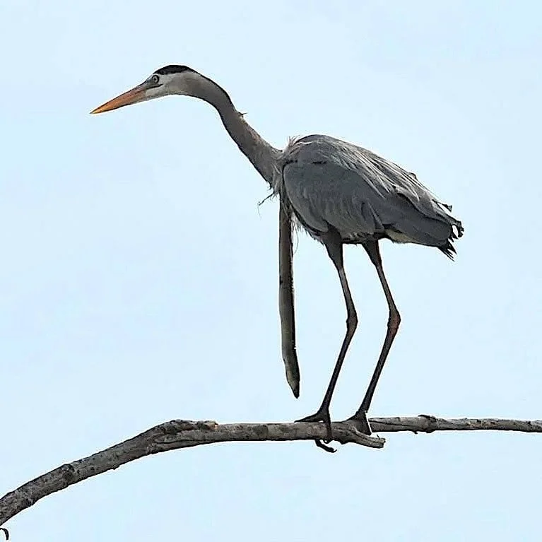 Rebecca Herbert tweet media