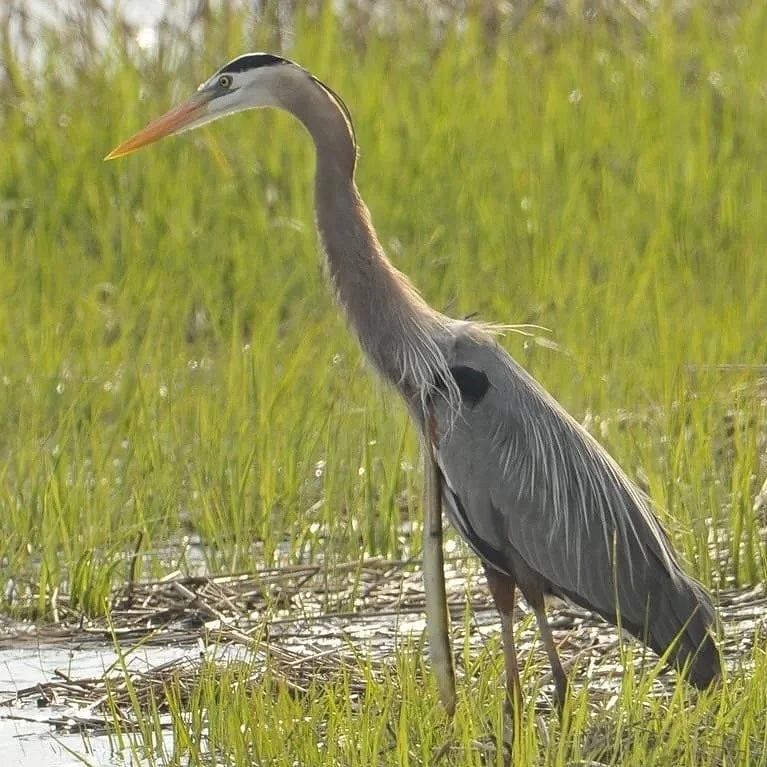 Rebecca Herbert tweet media