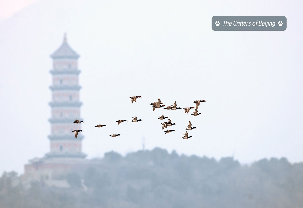 VisitBeijingcn's tweet photo. A flock of Tufted Ducks fly past the Jade Springs Pagoda after a pit stop at Kunming Lake in Beijing’s Summer Palace.
📷 Yi Nuo
#crittersofbeijing #tuftedducks #wintermigration #migratorybirds #ducks #jadespringspagoda #summerpalace #beijingparks #instabeijing #visitbeijing https://t.co/qqw0C75bfT