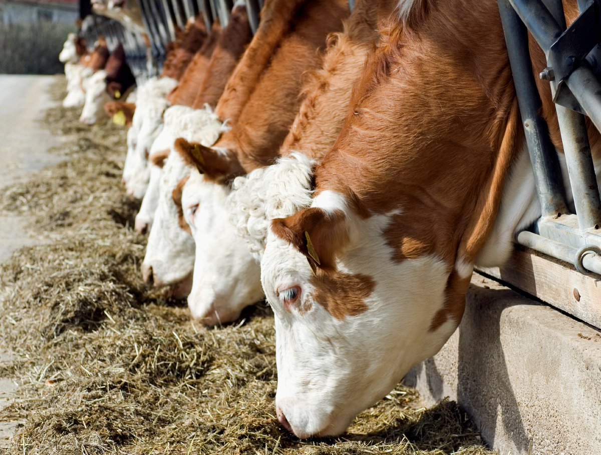 FarmSurveyUK's tweet photo. Are you interested in farm benchmarking?  RBR's Research Officers are recruiting new farms to the FBS, you may receive a letter from us.  Find out more at https://t.co/ZRuDK2oBdv https://t.co/qg0Xmyau7r