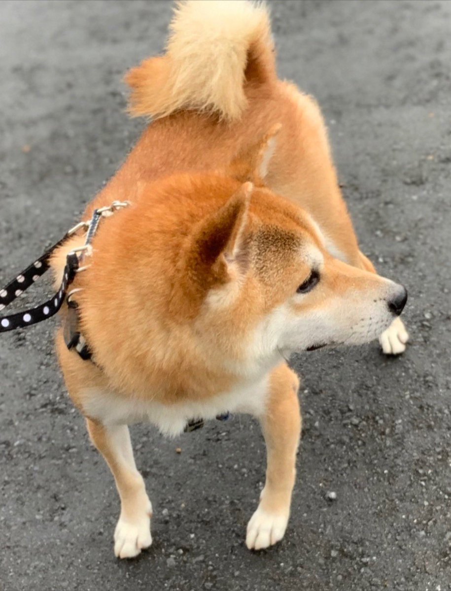 chofu0711's tweet photo. 柴犬ホクト、ごきげんからの抱っこで早く帰るワン、一瞬で残念感溢れる表情に変化しました。
1枚目「ウォーキング楽しいワン！」
2枚目「あれ、雨だワン」
3枚目「雨合羽、着てないワン」
4枚目「濡れたくないワン、抱っこしてワン」
#柴犬　#雨衣装備しないと雨の日は歩かない主義の柴犬　#shibainu https://t.co/NPSuH9vNb6