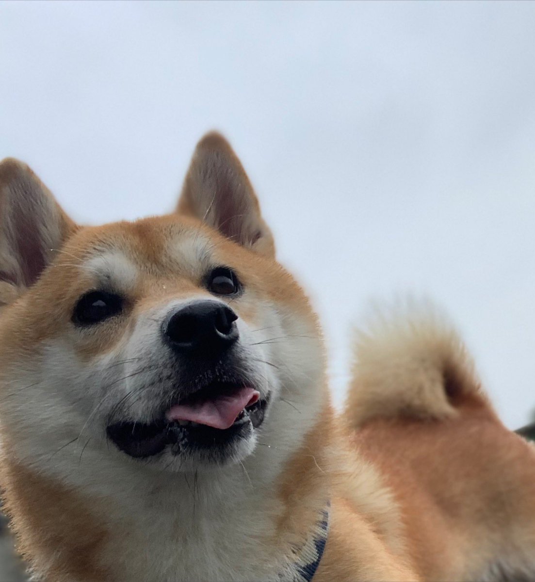 chofu0711's tweet photo. 柴犬ホクト、ごきげんからの抱っこで早く帰るワン、一瞬で残念感溢れる表情に変化しました。
1枚目「ウォーキング楽しいワン！」
2枚目「あれ、雨だワン」
3枚目「雨合羽、着てないワン」
4枚目「濡れたくないワン、抱っこしてワン」
#柴犬　#雨衣装備しないと雨の日は歩かない主義の柴犬　#shibainu https://t.co/NPSuH9vNb6