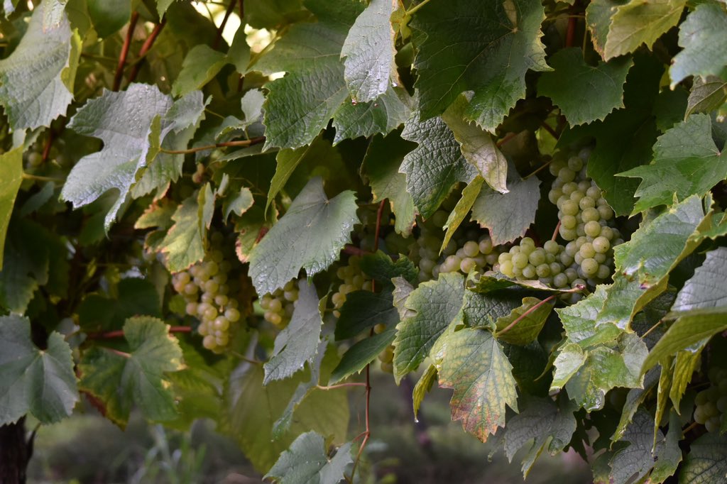 Le #cepage #baco tire son épingle du jeu lors des #vendanges 2021 marquées par le gel du printemps dernier. 
A lire sur armagnacnews.com
#armagnac #spirit #gers #landes #lotetgaronne #cocktail #bartender #mixology #caviste #bar #restaurant #whisky #gin #rhum #cognac #cigar