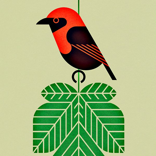 Amazing #music 🎵 + incredible #birds 🐦, what’s not to love? 💕 

Help <a href="/Shika____Shika/">Shika Shika</a> make  the "Guide to the Birdsong of Western Africa”, an album of music inspired by the song of threatened West African birds a reality ➡️ rebrand.ly/birdsong 
#BirdsongProject