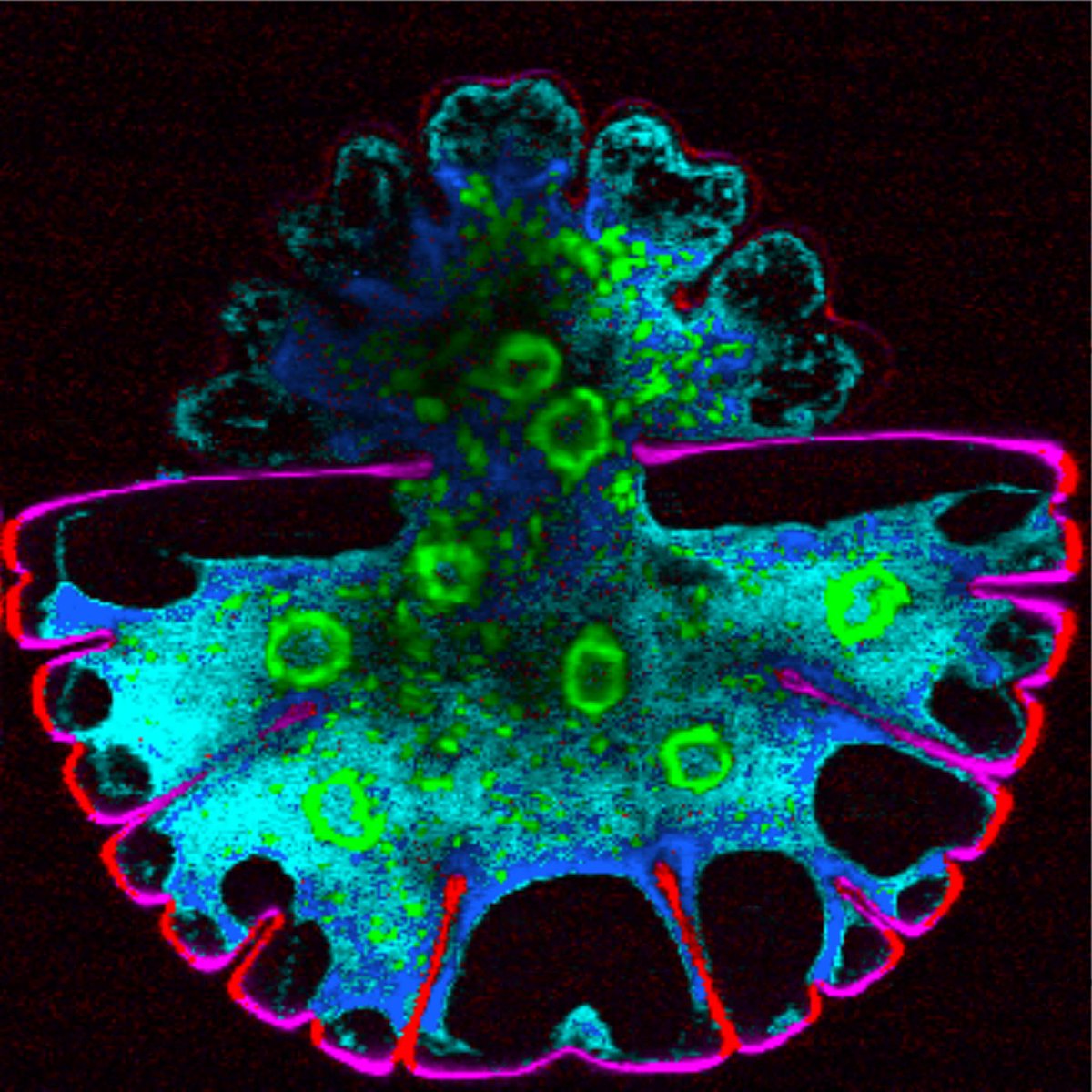 Special Issue in Protoplasma 'Ultrastructure of Plant Cells' just released:
link.springer.com/journal/709/vo…