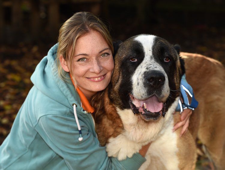 On Nov 5 2018 fireworks killed our beloved Winston. The biggest, bravest dog we have ever known, he suffered a heart attack and lost his life. Please boycott buying fireworks. They literally terrify animals to death 💔💔 
#dogsoftwitter #banfireworks