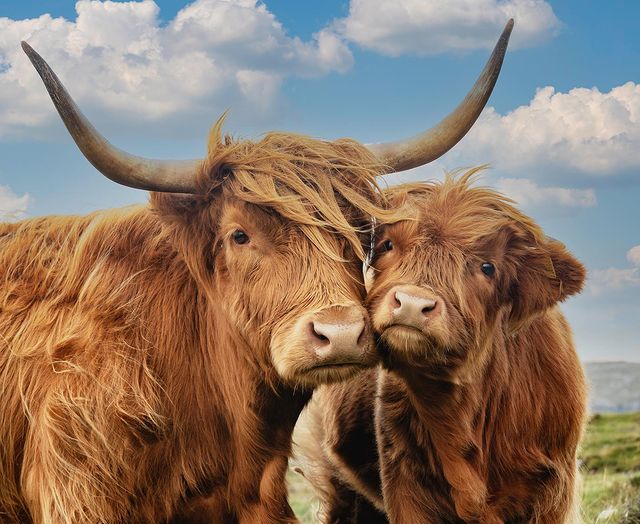 Say cheese! 📸  How adorable is this picture-perfect #Coosday snap? 💙

📍 Hushinish, @OuterHebs 📷 IG/cathkipp #RespectProtectEnjoy