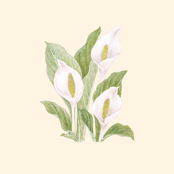 水芭蕉のtwitterイラスト検索結果
