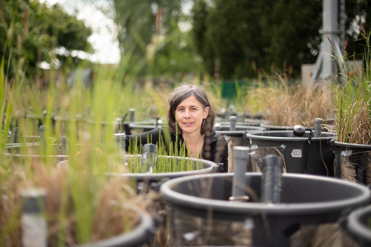 From natural to rewetted &amp; from wilderness to #paludiculture – Dr. <a href="/TannebergerF/">Franziska Tanneberger</a> will talk about #biodiversity and #ecosystemservices of fen #peatlands in Europe in hybrid lecture 26th Oct at 18 o’clock – join in lecture hall 5 of <a href="/uni_greifswald/">Uni Greifswald</a>  or at kurzelinks.de/hgvc