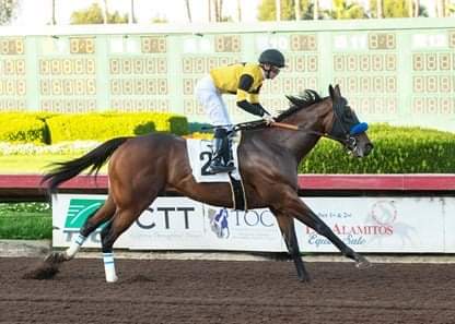 HORSERACING1002's tweet image. GALILEAN (USA) 2016
(UNCLE MO - FRESIA BY EL PRADO)
B/ Bar C Racing Stables (Cal) May 2, 2016
O/ West Point Tbs, Barker, Sandbrook
T/ John W Sadler
BAR SEL 60,000 dls, BARAPR 600,000 dls
16-6-1-3---592,522 dls
California Club Derby, California Dreaming , Soi Phat S, #Galilean