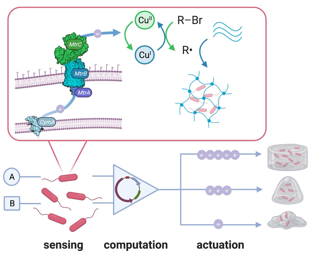 austinjgraham's tweet photo. here it is – the main product of my PhD! hard to describe all the feelings. wouldn't have been possible without the support of my amazing PI &amp; labmates @KeitzLab, my collaborators &amp; 2nd home @RosalesGroup, and my friends in ATX for making it worthwhile 🧡
https://t.co/FfrT2B8qEI https://t.co/qLlJvSchIR