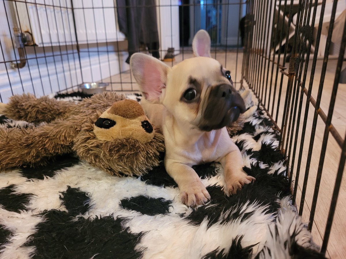 TStaffies's tweet photo. Hi Effurryone. I'm Frank and I've just moved in with @TStaffies #zshq https://t.co/XkOuB1X9dI