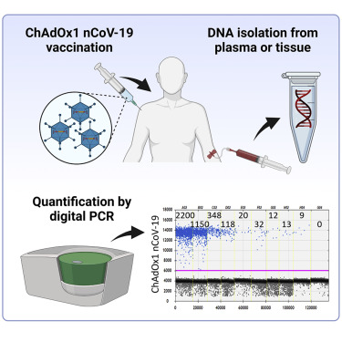MolTherapy's tweet photo. Digital PCR to quantify #ChAdOx1 nCoV-19 copies in blood and tissues, according to @UKEHamburg researchers in @MolTherapy Methods &amp; Clinical Development (#MTM). https://t.co/4WkE8QTKLp https://t.co/zLpy15oEUi
