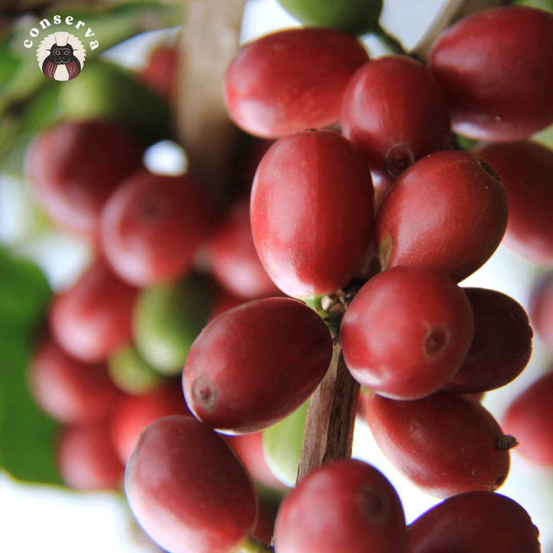 Café Conserva tweet media