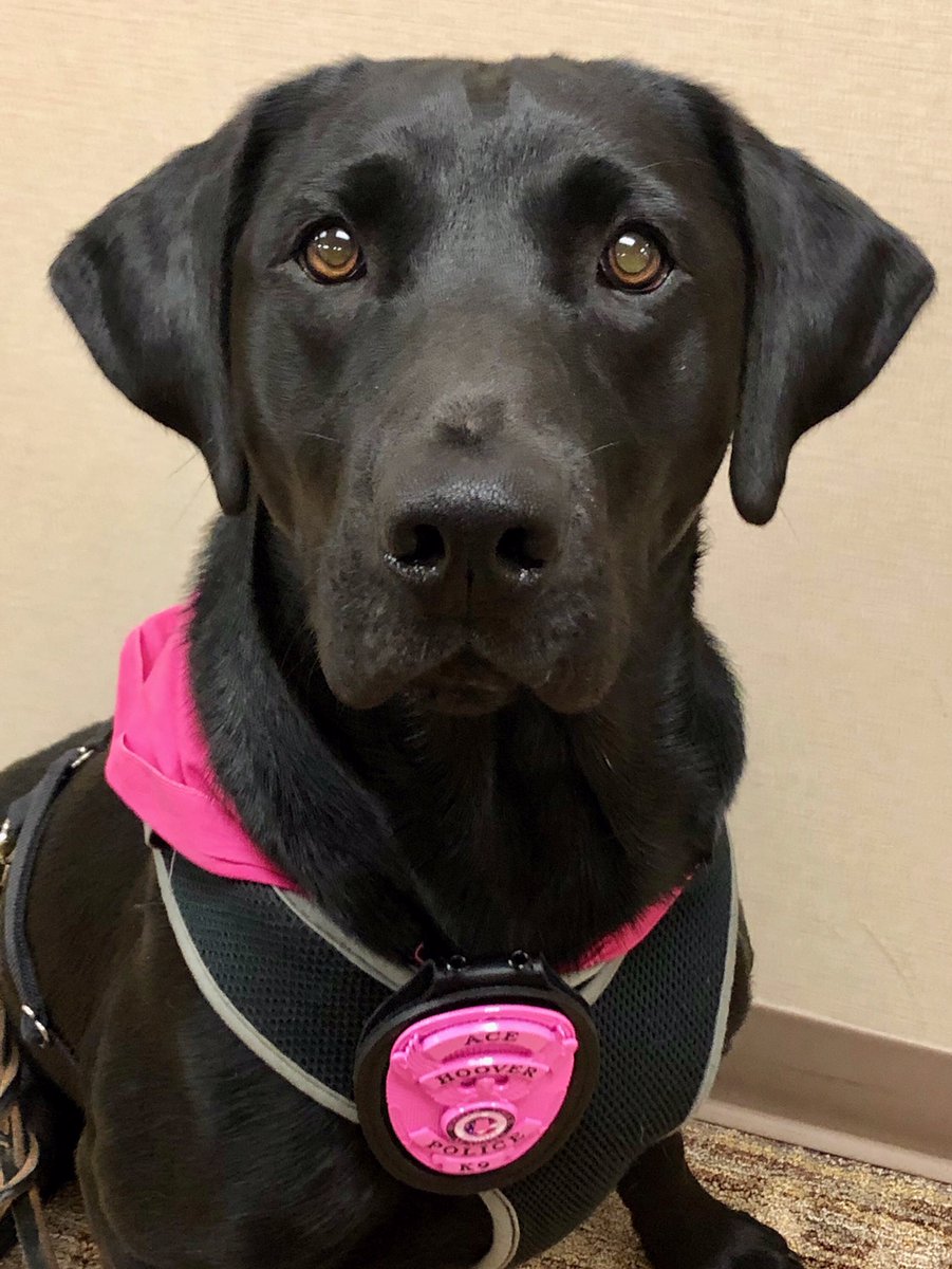 HooverPD's tweet photo. The #HooverPD K9 unit supports #BreastCancerAwarenessMonth!
“There isn’t anyone who hasn’t been in contact w/ someone who has been affected by breast cancer.” -Chief Derzis
Thank u @NBCF & @SmithnWarren
#communityengagement #pinkbadges #weareinthistogether #K9badges📷hooverpd https://t.co/P40KbNX25L