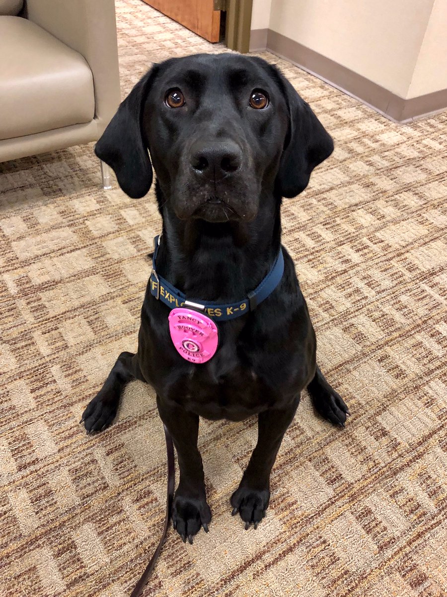 HooverPD's tweet photo. The #HooverPD K9 unit supports #BreastCancerAwarenessMonth!
“There isn’t anyone who hasn’t been in contact w/ someone who has been affected by breast cancer.” -Chief Derzis
Thank u @NBCF & @SmithnWarren
#communityengagement #pinkbadges #weareinthistogether #K9badges📷hooverpd https://t.co/P40KbNX25L