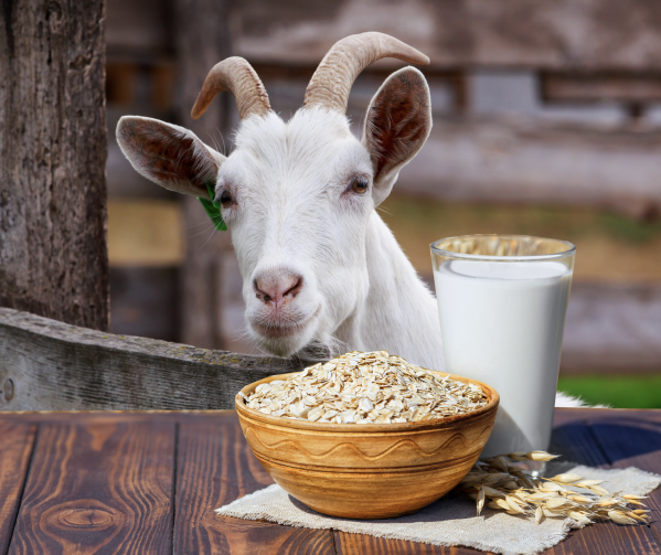 MaisonDeGOAT's tweet photo. 'Scuse me Mr. @Quaker, the #NFTCommmunity was wondering if you would consider a petition to change the name of our favorite breakfast for a day to @Quaker #GOATmeal, in an homage to the first NFT with a forge mechanism. What say you ser? Sincerely, King Maison of @MaisonDeGOAT https://t.co/UMac3Ffc07