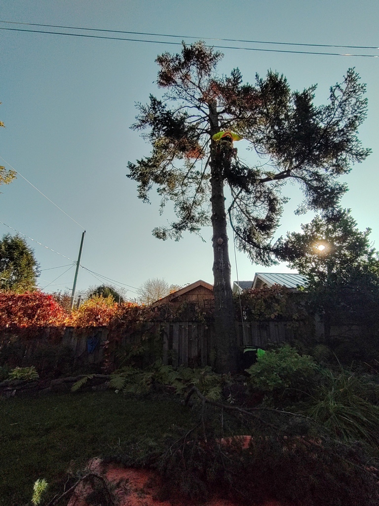 vincerutter's tweet photo. Our apprentice Tyler removing a broken balsam fir... This was a sticky one!
#treebiz #arblife
#tbay
#thunderbayontario https://t.co/9jMSwkHBub